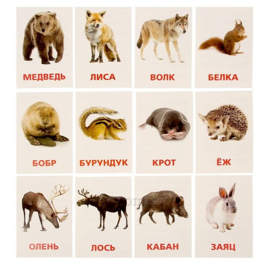картинки диких животных россии
